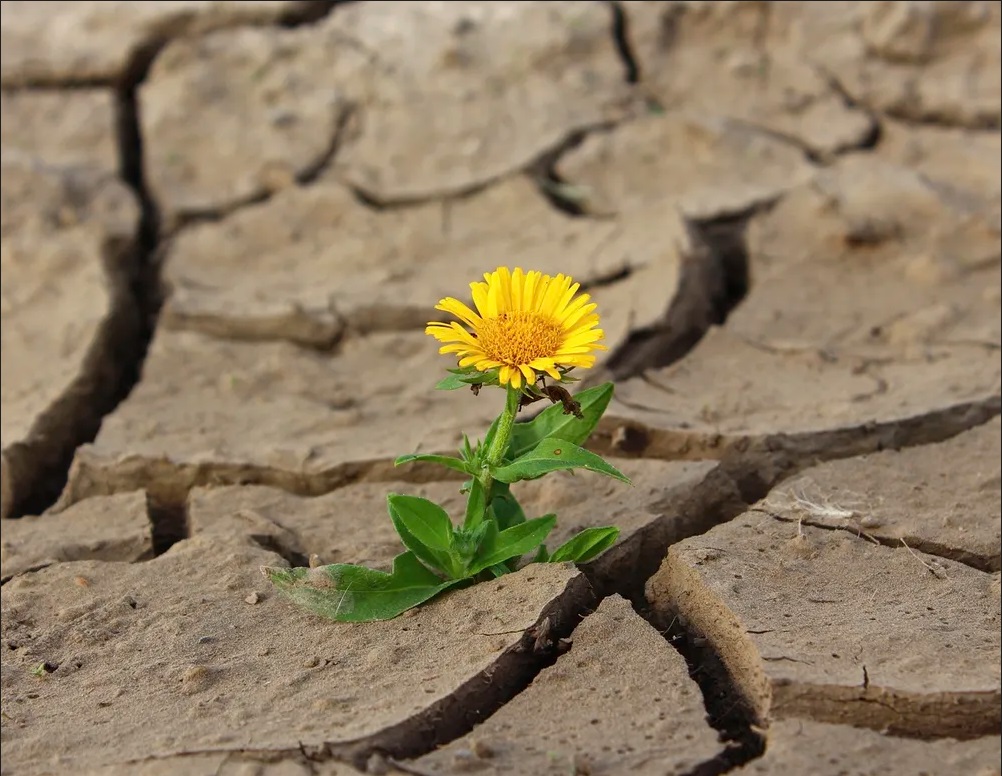 A flower picture